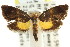  (Eupselia sp. ANICMK66 - CCDB-15835-G04)  @11 [ ] CreativeCommons - Attribution (2011) ANIC/CBG Photography Group Centre for Biodiversity Genomics