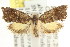  ( - CCDB-15835-G05)  @11 [ ] CreativeCommons - Attribution (2011) ANIC/CBG Photography Group Centre for Biodiversity Genomics