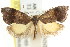  ( - CCDB-15835-G07)  @13 [ ] CreativeCommons - Attribution (2011) ANIC/CBG Photography Group Centre for Biodiversity Genomics