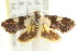  ( - CCDB-15835-G12)  @11 [ ] CreativeCommons - Attribution (2011) ANIC/CBG Photography Group Centre for Biodiversity Genomics
