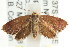  (Eupselia sp. ANICMK69 - CCDB-15835-H07)  @11 [ ] CreativeCommons - Attribution (2011) ANIC/CBG Photography Group Centre for Biodiversity Genomics