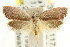  (Eupselia sp. ANICMK70 - CCDB-15835-H10)  @11 [ ] CreativeCommons - Attribution (2011) ANIC/CBG Photography Group Centre for Biodiversity Genomics