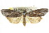  (Calathusa - CCDB-15836-A12)  @15 [ ] CreativeCommons - Attribution (2011) ANIC/CBG Photography Group Centre for Biodiversity Genomics