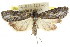  ( - CCDB-15836-B01)  @15 [ ] CreativeCommons - Attribution (2011) ANIC/CBG Photography Group Centre for Biodiversity Genomics
