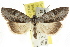  ( - CCDB-15836-B05)  @15 [ ] CreativeCommons - Attribution (2011) ANIC/CBG Photography Group Centre for Biodiversity Genomics
