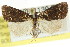  ( - CCDB-15836-C04)  @11 [ ] CreativeCommons - Attribution (2011) ANIC/CBG Photography Group Centre for Biodiversity Genomics