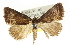  (Elaphristis psoloessa PS1 - CCDB-15836-C09)  @11 [ ] CreativeCommons - Attribution (2011) ANIC/CBG Photography Group Centre for Biodiversity Genomics
