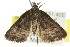  ( - CCDB-15836-C10)  @12 [ ] CreativeCommons - Attribution (2011) ANIC/CBG Photography Group Centre for Biodiversity Genomics