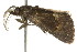  ( - CCDB-15836-C11)  @12 [ ] CreativeCommons - Attribution (2011) ANIC/CBG Photography Group Centre for Biodiversity Genomics