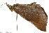  ( - CCDB-15836-E12)  @13 [ ] CreativeCommons - Attribution (2011) ANIC/CBG Photography Group Centre for Biodiversity Genomics
