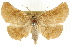  ( - CCDB-15836-F04)  @11 [ ] CreativeCommons - Attribution (2011) ANIC/CBG Photography Group Centre for Biodiversity Genomics