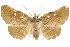  (Orthozancla rhythmotypa - CCDB-15836-F06)  @15 [ ] CreativeCommons - Attribution (2011) ANIC/CBG Photography Group Centre for Biodiversity Genomics