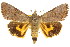  ( - CCDB-15836-G04)  @15 [ ] CreativeCommons - Attribution (2011) ANIC/CBG Photography Group Centre for Biodiversity Genomics