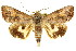  ( - CCDB-15836-G07)  @14 [ ] CreativeCommons - Attribution (2011) ANIC/CBG Photography Group Centre for Biodiversity Genomics