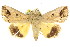  (Hypocala toana - CCDB-15836-G08)  @15 [ ] CreativeCommons - Attribution (2011) ANIC/CBG Photography Group Centre for Biodiversity Genomics