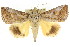  ( - CCDB-15836-G10)  @15 [ ] CreativeCommons - Attribution (2011) ANIC/CBG Photography Group Centre for Biodiversity Genomics