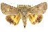  ( - CCDB-15836-G11)  @15 [ ] CreativeCommons - Attribution (2011) ANIC/CBG Photography Group Centre for Biodiversity Genomics