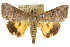  ( - CCDB-15836-G12)  @11 [ ] CreativeCommons - Attribution (2011) ANIC/CBG Photography Group Centre for Biodiversity Genomics