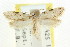  ( - CCDB-15837-D08)  @12 [ ] CreativeCommons - Attribution (2011) ANIC/CBG Photography Group Centre for Biodiversity Genomics