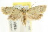  ( - CCDB-15837-F12)  @14 [ ] CreativeCommons - Attribution (2011) ANIC/CBG Photography Group Centre for Biodiversity Genomics