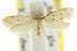  ( - CCDB-15838-D07)  @11 [ ] CreativeCommons - Attribution (2011) ANIC/CBG Photography Group Centre for Biodiversity Genomics