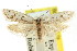  ( - CCDB-15838-F06)  @11 [ ] CreativeCommons - Attribution (2011) ANIC/CBG Photography Group Centre for Biodiversity Genomics