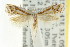  ( - CCDB-15838-H09)  @11 [ ] CreativeCommons - Attribution (2011) ANIC/CBG Photography Group Centre for Biodiversity Genomics
