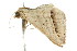  ( - CCDB-15839-A09)  @13 [ ] CreativeCommons - Attribution (2011) ANIC/CBG Photography Group Centre for Biodiversity Genomics