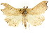  ( - CCDB-15839-B11)  @12 [ ] CreativeCommons - Attribution (2011) ANIC/CBG Photography Group Centre for Biodiversity Genomics