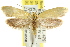  ( - CCDB-15840-C09)  @14 [ ] CreativeCommons - Attribution (2011) ANIC/CBG Photography Group Centre for Biodiversity Genomics