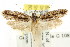  ( - CCDB-15840-F10)  @12 [ ] CreativeCommons - Attribution (2011) ANIC/CBG Photography Group Centre for Biodiversity Genomics