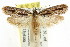  ( - CCDB-15840-F11)  @13 [ ] CreativeCommons - Attribution (2011) ANIC/CBG Photography Group Centre for Biodiversity Genomics