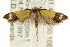  ( - CCDB-15841-F04)  @12 [ ] CreativeCommons - Attribution (2011) ANIC/CBG Photography Group Centre for Biodiversity Genomics