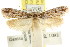  ( - CCDB-15841-F08)  @11 [ ] CreativeCommons - Attribution (2011) ANIC/CBG Photography Group Centre for Biodiversity Genomics
