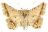  ( - CCDB-15842-A09)  @15 [ ] CreativeCommons - Attribution (2011) ANIC/CBG Photography Group Centre for Biodiversity Genomics