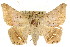  ( - CCDB-15842-A10)  @15 [ ] CreativeCommons - Attribution (2011) ANIC/CBG Photography Group Centre for Biodiversity Genomics