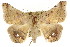  ( - CCDB-15842-A11)  @12 [ ] CreativeCommons - Attribution (2011) ANIC/CBG Photography Group Centre for Biodiversity Genomics