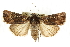  ( - CCDB-15842-C01)  @11 [ ] CreativeCommons - Attribution (2011) ANIC/CBG Photography Group Centre for Biodiversity Genomics