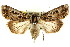  ( - CCDB-15842-C02)  @11 [ ] CreativeCommons - Attribution (2011) ANIC/CBG Photography Group Centre for Biodiversity Genomics