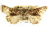  ( - CCDB-15842-C03)  @11 [ ] CreativeCommons - Attribution (2011) ANIC/CBG Photography Group Centre for Biodiversity Genomics