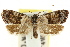  ( - CCDB-15843-A01)  @11 [ ] CreativeCommons - Attribution (2011) ANIC/CBG Photography Group Centre for Biodiversity Genomics