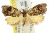  ( - CCDB-15843-A10)  @11 [ ] CreativeCommons - Attribution (2011) ANIC/CBG Photography Group Centre for Biodiversity Genomics