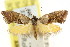  ( - CCDB-15843-B01)  @11 [ ] CreativeCommons - Attribution (2011) ANIC/CBG Photography Group Centre for Biodiversity Genomics