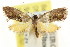  ( - CCDB-15843-B02)  @11 [ ] CreativeCommons - Attribution (2011) ANIC/CBG Photography Group Centre for Biodiversity Genomics