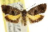  (Eupselia beatella - CCDB-15843-B04)  @11 [ ] CreativeCommons - Attribution (2011) ANIC/CBG Photography Group Centre for Biodiversity Genomics