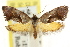  (Eupselia sp. ANICMK73 - CCDB-15843-B07)  @11 [ ] CreativeCommons - Attribution (2011) ANIC/CBG Photography Group Centre for Biodiversity Genomics