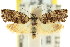  (Eupselia sp. ANICMK75 - CCDB-15843-B10)  @11 [ ] CreativeCommons - Attribution (2011) ANIC/CBG Photography Group Centre for Biodiversity Genomics