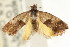  (Eupselia sp. ANICMK78 - CCDB-15843-C02)  @11 [ ] CreativeCommons - Attribution (2011) ANIC/CBG Photography Group Centre for Biodiversity Genomics