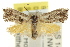  (Eupselia sp. ANICIC61 - CCDB-15843-D02)  @14 [ ] CreativeCommons - Attribution (2011) ANIC/CBG Photography Group Centre for Biodiversity Genomics