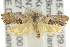  ( - CCDB-15843-D07)  @12 [ ] CreativeCommons - Attribution (2011) ANIC/CBG Photography Group Centre for Biodiversity Genomics